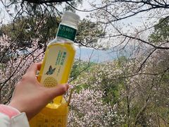 -香山公园