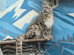 -青藏高原野生动物园