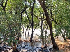 -宝安西湾红树林湿地公园