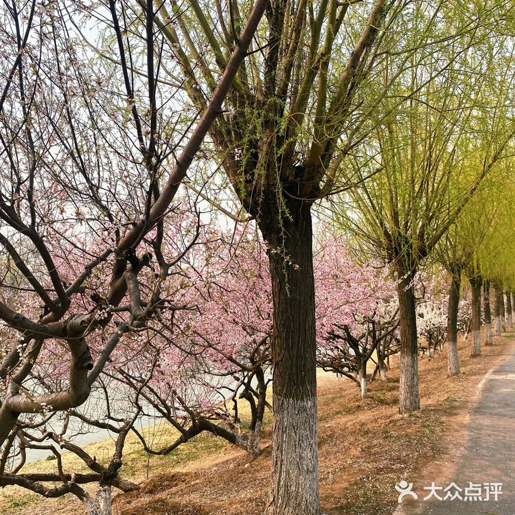 河边全是桃树,超级美,唯一不好就是河岸太高,离水太远