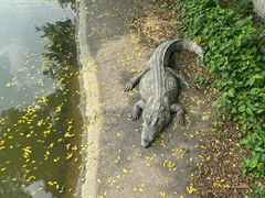 -广州长隆飞鸟乐园