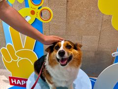 -帕帕拉兹宠物(亚洲旗舰店)