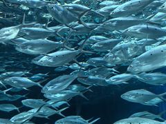 -上海海洋水族馆