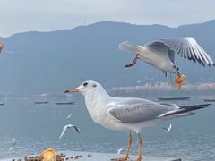 -海埂大坝