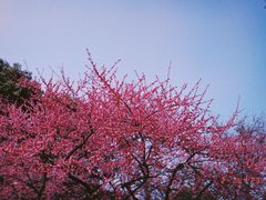 -杭州植物园