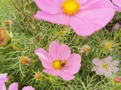 -君乐宝优致牧场