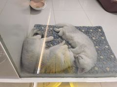 -1013 PET SHOP精品宠物商店(丁香店)