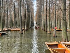 -渌洋湖湿地公园