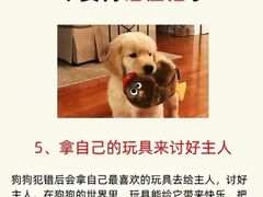 -宠物寄养训练学校