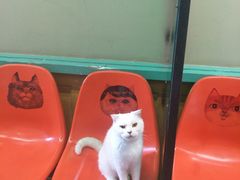-猫咪博物馆(顶澳仔猫街店)
