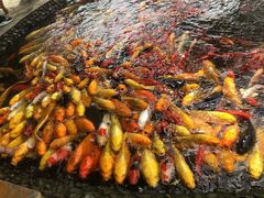 -成飞公园
