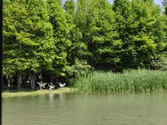 -溱湖国家湿地公园