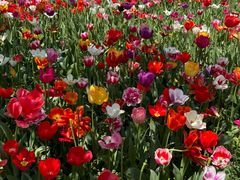 -大宁郁金香公园-停车场