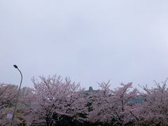 -武汉大学-樱园