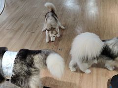 -Husky Go! 哈士奇体验馆·宠物咖啡厅狗咖