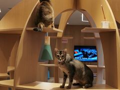 -CAT’S MEWSTAR CAFE·喵星球猫屋(晴湾咖啡店)