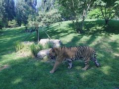 -北京野生动物园