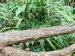 -海南热带雨林国家公园吊罗山景区