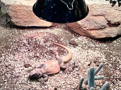 -帕帕拉兹宠物(亚洲旗舰店)