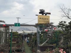 -龙大花卉苗木市场