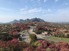 -贵州百里杜鹃风景名胜区