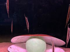 -欢乐海岸海洋奇梦馆