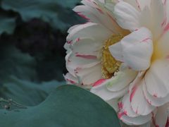 -陈家山荷花公园