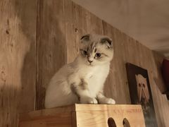 -名猫咖啡馆·撸猫·拼豆