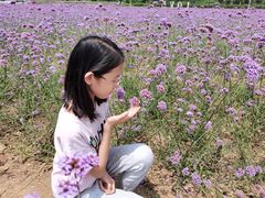 -北京东方普罗旺斯薰衣草庄园