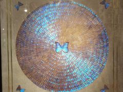 -上海昆虫博物馆