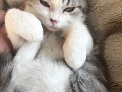 -Bastet sally猫舍购宠(静安店)