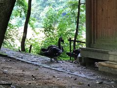 -千岛湖龙川湾