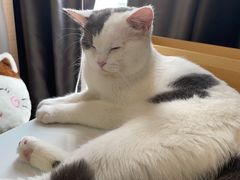 -喵园·猫主题咖啡厅·撸猫·猫咖(国贸店)