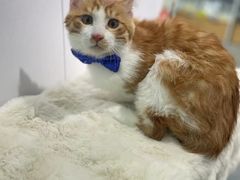 -爱洗澡的猫(望京店)
