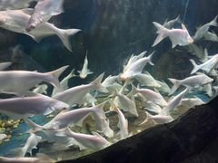 -西安曲江海洋极地公园