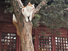 -龙华寺