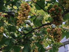 -马陆小张葡萄园农家乐