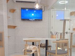 -喵园·猫主题咖啡厅·撸猫·猫咖(国贸店)