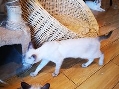 -Cappucimeow猫咪咖啡馆(韦伯时代店)