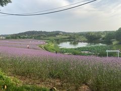 -大塘金香草谷