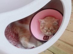 -谷咖啡·鲜花绿植花园餐厅