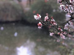 -香雪海