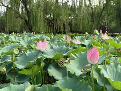 -莲花池公园