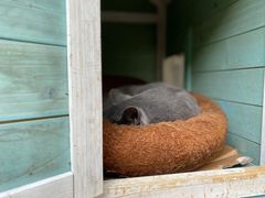 -喵屿·大理花园猫咖