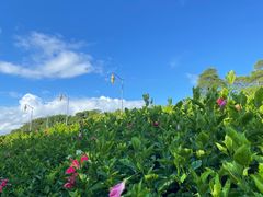 -深圳湾公园(南山区)