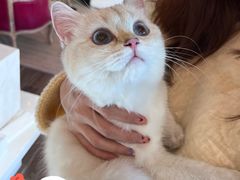-猫大福·Fortune Cat猫舍(百子湾店)