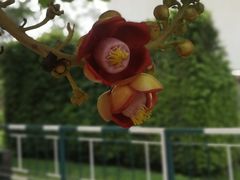 -吴哥国家博物馆