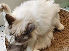 -喵喵咪呀布偶猫咖(春熙路店)