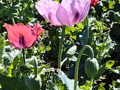 -国家植物园南园