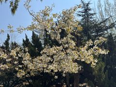 -桃花堤公园